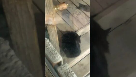 кот делает джага джага