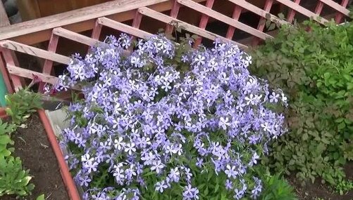 лидия александровна видео