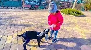 львина ангелина и ее приключения в тайгане