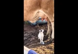 САМЫЕ СМЕШНЫЕ ПРИКОЛЫ ГОДА САМАЯ СМЕШНАЯ ПОДБОРКА ОБЯЗАТЕЛЬНО ЗАЦЕНИ ВИДЕО ПРИКОЛЫ