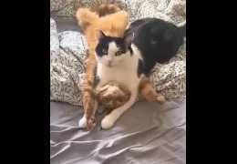 забавная подборка с котиками 😼😼😼 #коты #кошки #юмор #милота