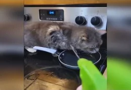 Самые смешные видео с котами 2025: большая подборка приколов и забавных моментов с котиками | Смешной контент