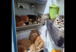 Самые смешные видео с котами 2025: большая подборка приколов и забавных котиков онлайн
