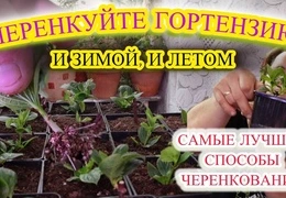 Черенкование метельчатой гортензии в домашних условиях: пошаговая инструкция для начинающих садоводов