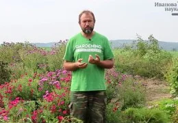 Эффективная борьба с совками в огороде: безопасные методы защиты растений без химии