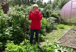 Эффективные методы борьбы с борщевиком и повиликой: пошаговое руководство для садоводов 2025