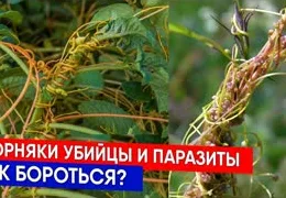 Эффективные методы борьбы с борщевиком и повиликой: профессиональные советы и безопасное уничтожение опасных сорняков