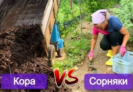 Эффективные методы борьбы с сорняками в саду: проверенные способы мульчирования и защиты растений 2025