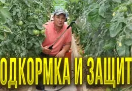 Эффективные методы защиты томатов от фитофторы: пошаговое руководство для садоводов