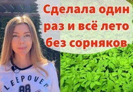 Экологичный способ победить сорняки навсегда: метод с картоном и щепой без перекопки