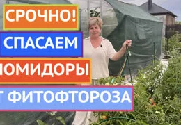 Фитофтороз томатов: эффективные методы профилактики и лечения в теплице без химии