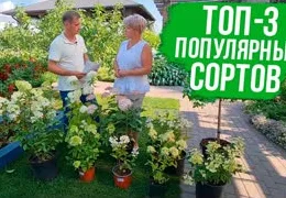 Гортензии в саду: секреты выращивания редких сортов и профессиональный уход | Полное руководство для садоводов