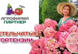Гортензия метельчатая: секреты выращивания и ухода для начинающих садоводов Подмосковья