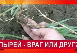  Как быстро вывести пырей с грядки: простые методы от дачников со стажем 