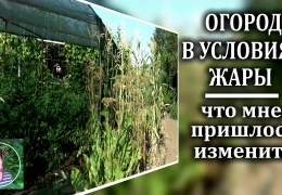 Как правильно организовать огород в условиях жаркого лета: секреты защиты растений и оптимальные сроки посадки 2025