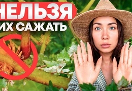 Как предотвратить захват участка агрессивными растениями: полный гид по инвазивным видам сада