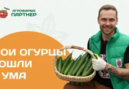 Как увеличить урожай огурцов в 2 раза: секреты формирования куста и защиты от болезней