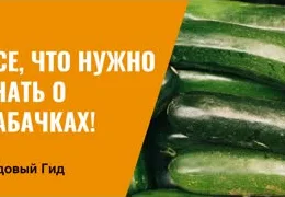 Как вырастить крупные кабачки без химии: секреты опытных огородников + пошаговая инструкция