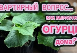 Как вырастить огурцы на подоконнике зимой: пошаговая инструкция для начинающих + секреты богатого урожая