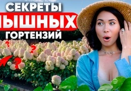 Как вырастить пышные гортензии: секреты выбора сорта и ухода за капризной красавицей