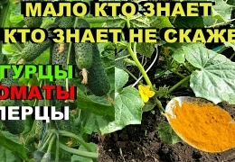 Куркума для огурцов, томатов и перцев: натуральное средство защиты растений от болезней и грибков