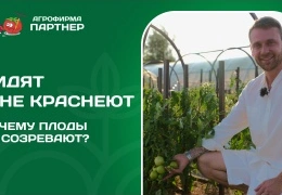 Лучшие сорта огурцов и томатов для холодного лета: секреты успешного выращивания в теплице и открытом грунте