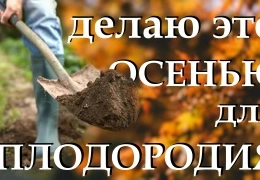 Лучшие способы восстановления плодородия почвы после сбора урожая: секреты применения сидератов и эффективных микроорганизмов