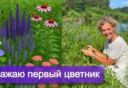 Многолетний цветник: пошаговое планирование и создание идеальной композиции своими руками