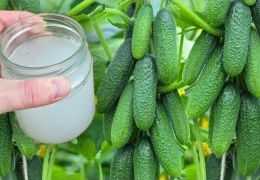 Натуральная подкормка для огурцов, томатов и перца: дрожжевой раствор с йодом для защиты от фитофторы и повышения урожайности