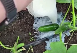 Натуральные подкормки для огорода: секреты экологичного выращивания огурцов, томатов и перцев своими руками