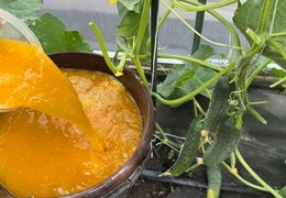 Натуральные подкормки для огурцов и томатов: эффективные рецепты с куркумой и дрожжами 2025