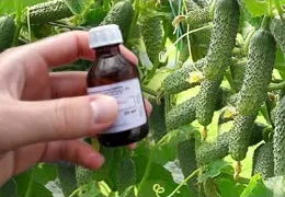 Необычные подкормки для огурцов: секреты богатого урожая с йодом и яблочным уксусом | Советы садовода