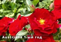 Необычные сорта гортензий и роз для сада: секреты выращивания и ухода от профессионалов