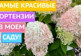 Необычные сорта гортензии метельчатой: секреты выращивания и ухода для пышного цветения
