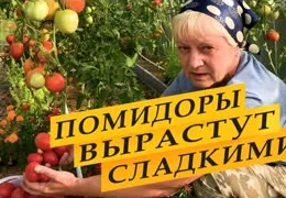 Необычные способы подкормки томатов в период плодоношения: секреты богатого урожая с идеальным вкусом
