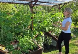 Необычные способы подвязки томатов: секреты формирования куста для максимального урожая | Практические советы садовода