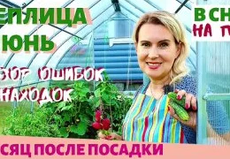 Необычные способы выращивания базилика в домашних условиях: пошаговая инструкция для начинающих садоводов