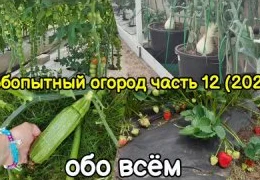 Необычные способы выращивания огурцов в домашних условиях: пошаговая инструкция для начинающих садоводов