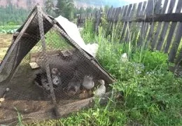 Необычные способы выращивания томатов в домашних условиях: пошаговое руководство для начинающих садоводов