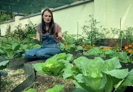 Необычные способы защиты клубники от птиц: проверенные методы сохранения урожая без химии