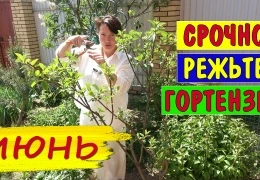 Обрезка гортензий летом: пошаговая инструкция для пышного цветения в следующем сезоне