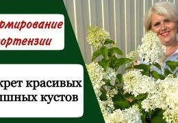 Обрезка гортензии метельчатой: пошаговая инструкция для начинающих садоводов с фото и видео примерами