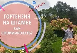 Обрезка метельчатой гортензии на штамбе: секреты формирования и омоложения растения от главного агронома