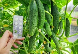 Огуречная плантация: секреты выращивания рекордных урожаев в открытом грунте + пошаговая инструкция для новичков