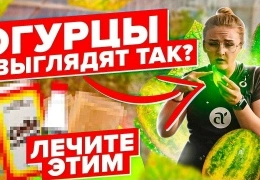 Огурцы без болезней: как победить пожелтение листьев и паутинного клеща в 2025 году — пошаговое руководство для садоводов
