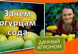 Огурцы и помидоры в теплице: секреты формирования кустов и защиты от болезней | Пошаговая инструкция для начинающих садоводов