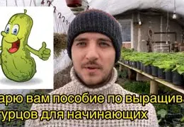 Огурцы на подоконнике: пошаговая инструкция для начинающих + секреты выращивания в домашних условиях