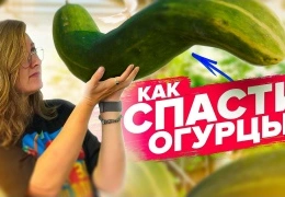 Огурцы в теплице: как избежать пожелтения завязей и вырастить сладкие плоды без горечи — пошаговое руководство для садоводов