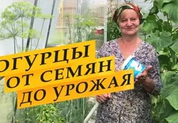 Огурцы в теплице: секреты выращивания от посева до урожая | Пошаговое руководство для начинающих садоводов