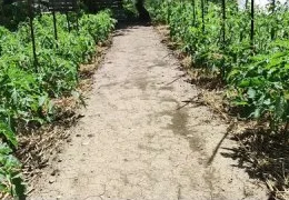 Органическое мульчирование огорода: эффективные методы борьбы с сорняками и сохранения влаги своими руками